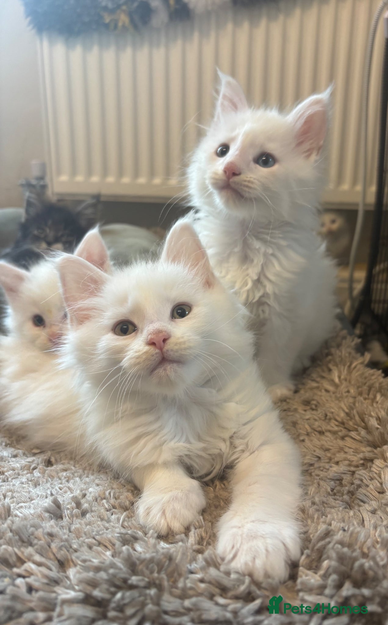 Maine Coon cats Maine coon kittens for sale. Some polydactyl.  - Advert 1