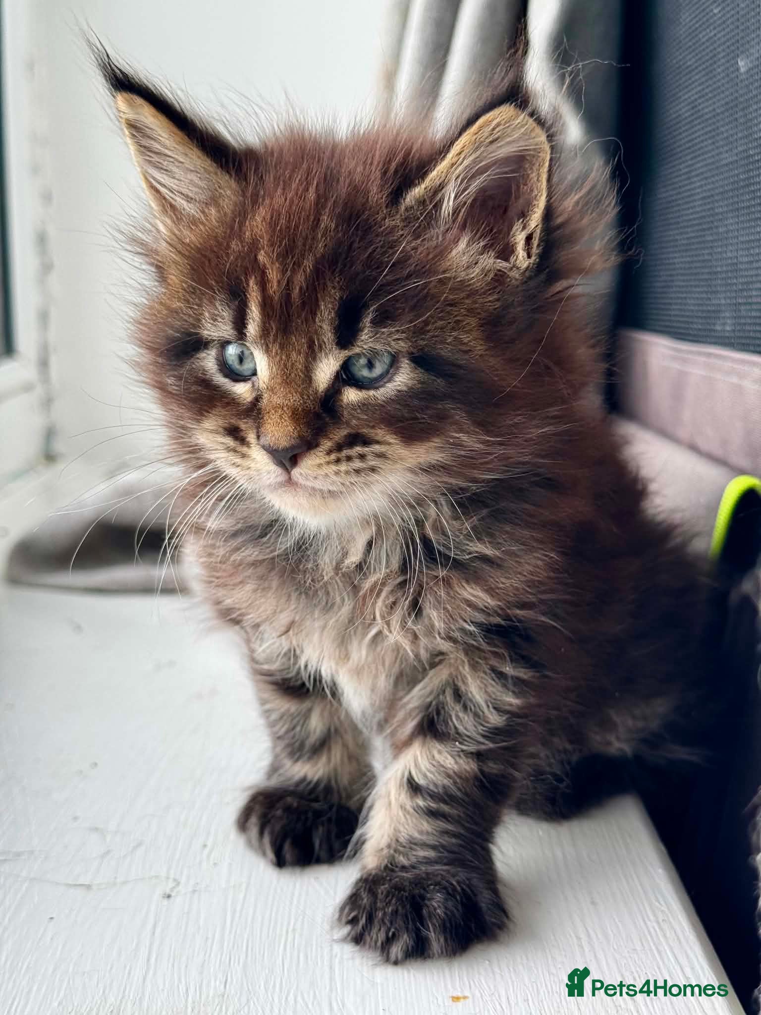 Maine Coon cats GCCF/TICA Blue/Black Maine Coon Kittens - Advert 1