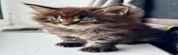 Maine Coon cats for sale: GCCF/TICA Blue/Black Maine Coon Kittens - Advert 3