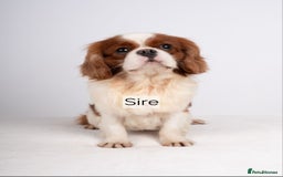 Cavapoo dogs for sale: **1 Left** F1 Health tested Cavapoo's - Image 9