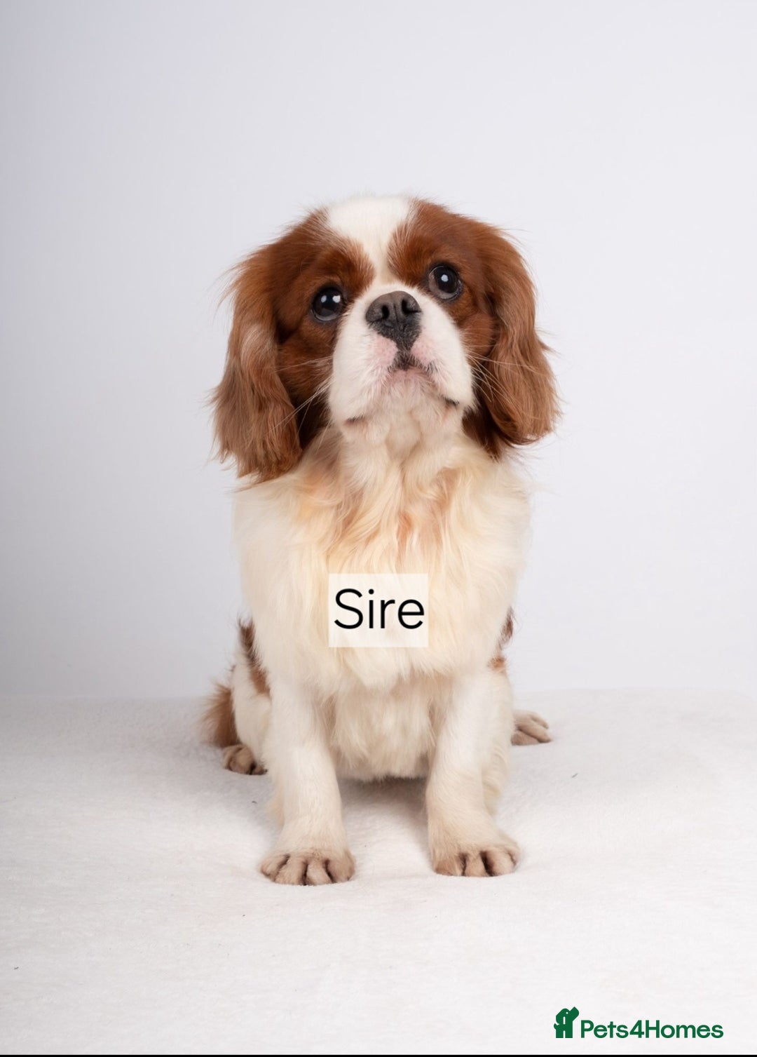 Cavapoo dogs for sale: **1 Left** F1 Health tested Cavapoo's - Image 9