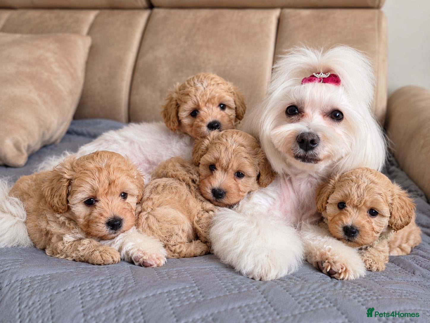 Maltipoo dogs Beautiful F1 Maltipoo Puppies  - Advert 1