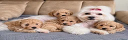 Maltipoo dogs for sale: Beautiful F1 Maltipoo Puppies  - Advert 1