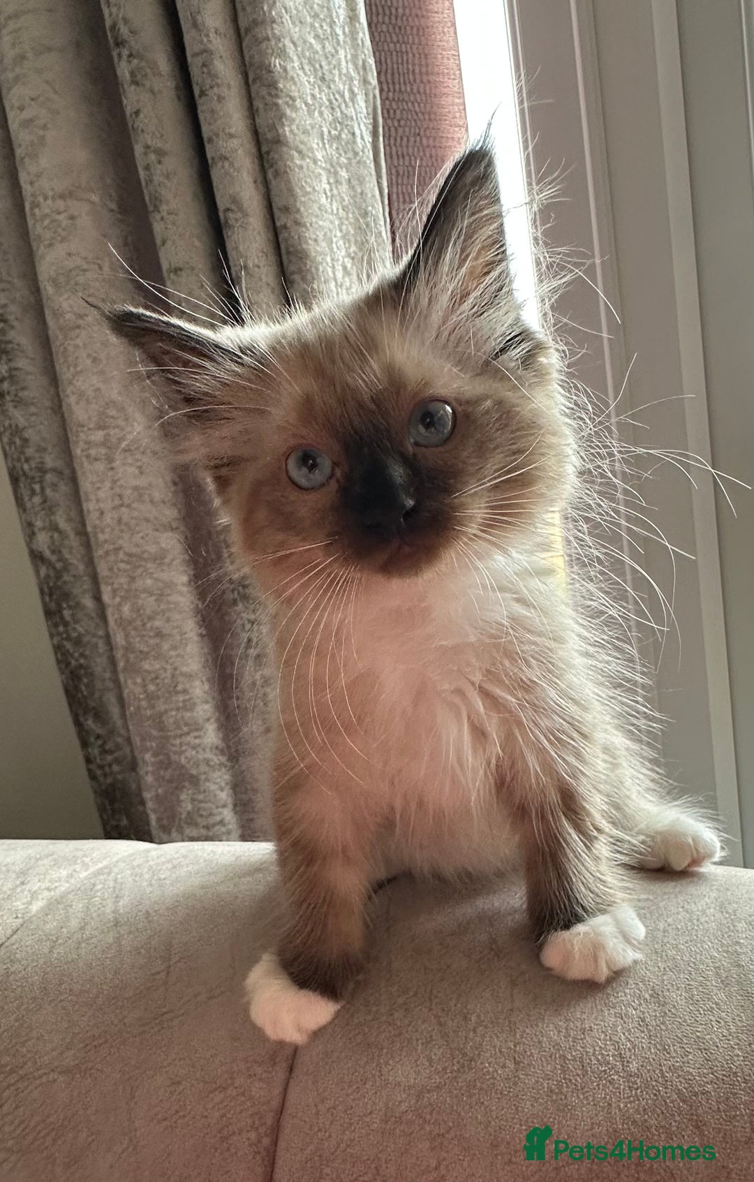 Ragdoll cats for sale: Cute Chocolate Ragdolls Ready Now - Image 3
