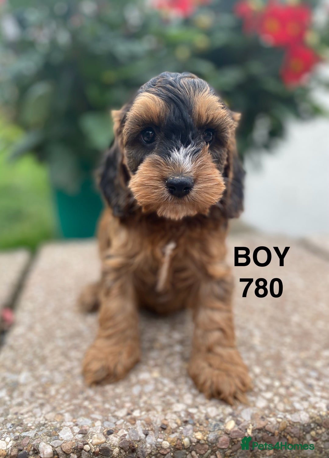 Cockapoo dogs for sale: 1 COCKAPOO BOY AVAILABLE! - Image 9