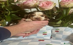 Cocker Spaniel dogs for sale: 7 gorgeous show type cocker spaniel dna clear  - Advert 9