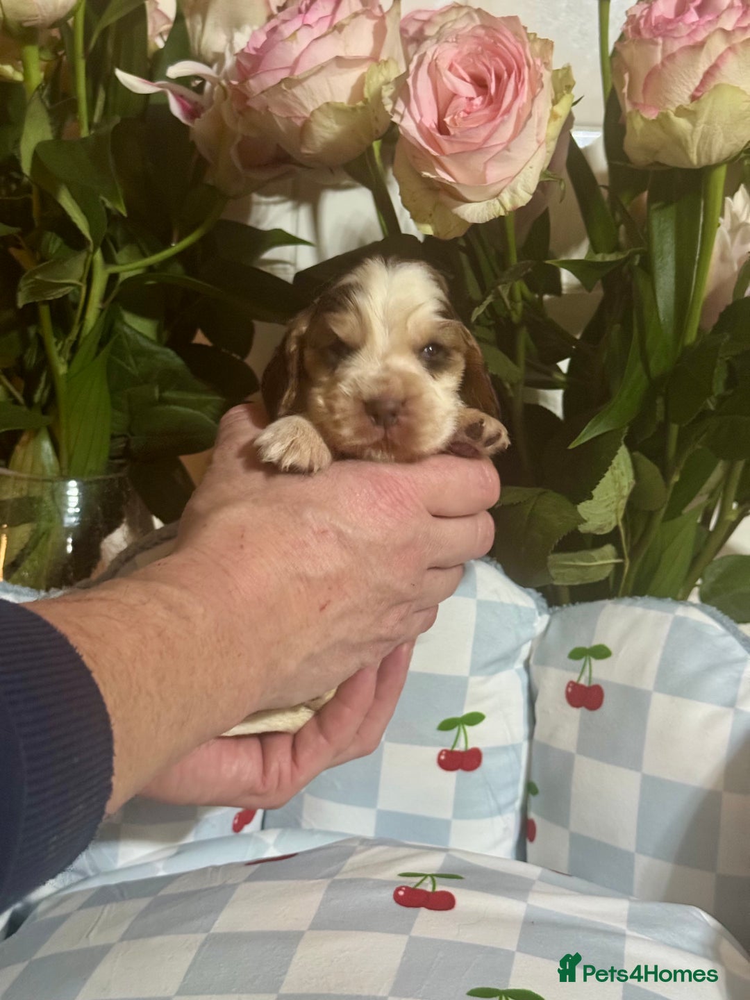 Cocker Spaniel dogs for sale: 7 gorgeous show type cocker spaniel dna clear  - Advert 9