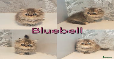 Munchkin cats - Advert 5