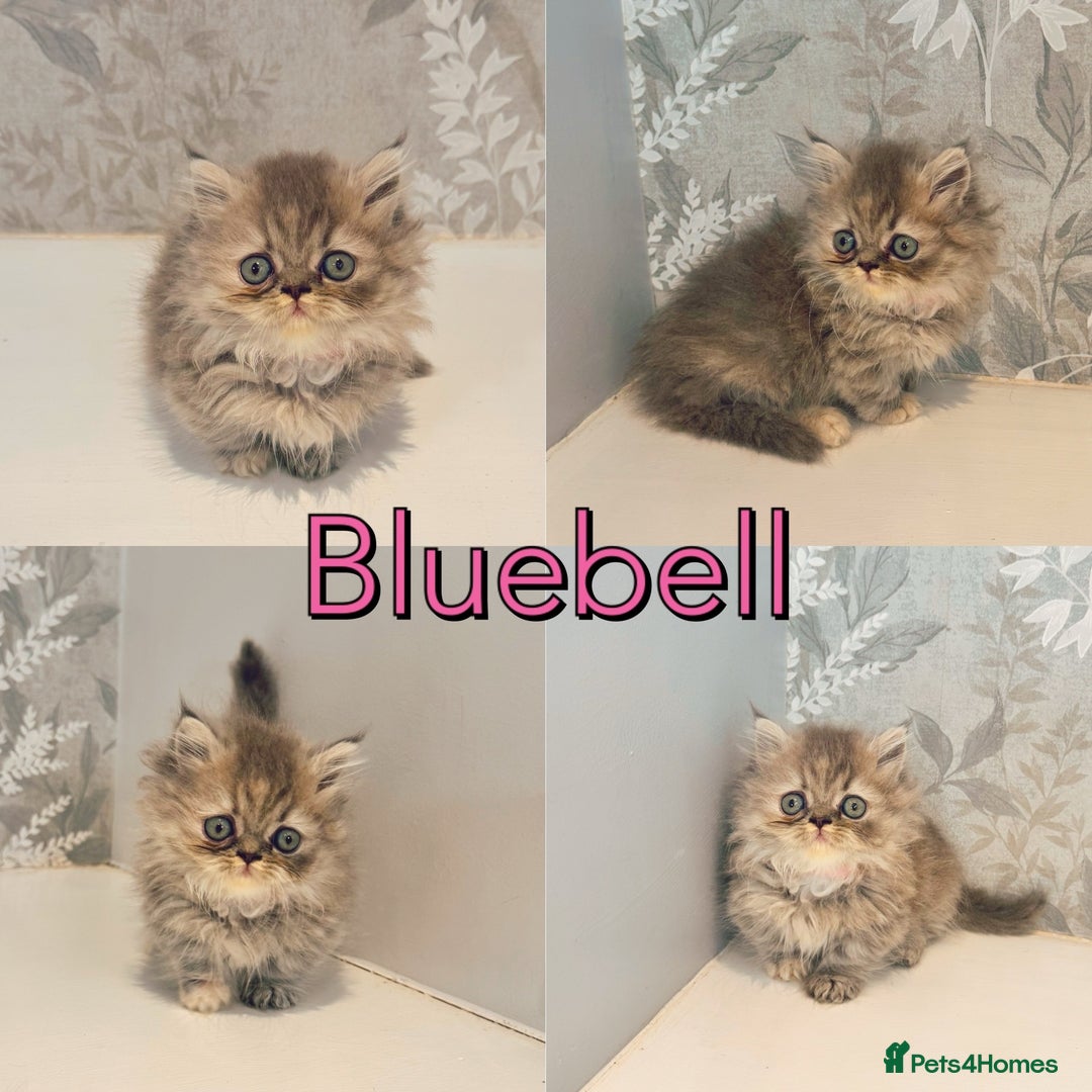 Munchkin cats for sale: 2 tiny legged rug hugger Persian munchkins - Image 3