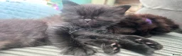 Mixed Breed cats for sale: Beautiful Black Kittens - Advert 4