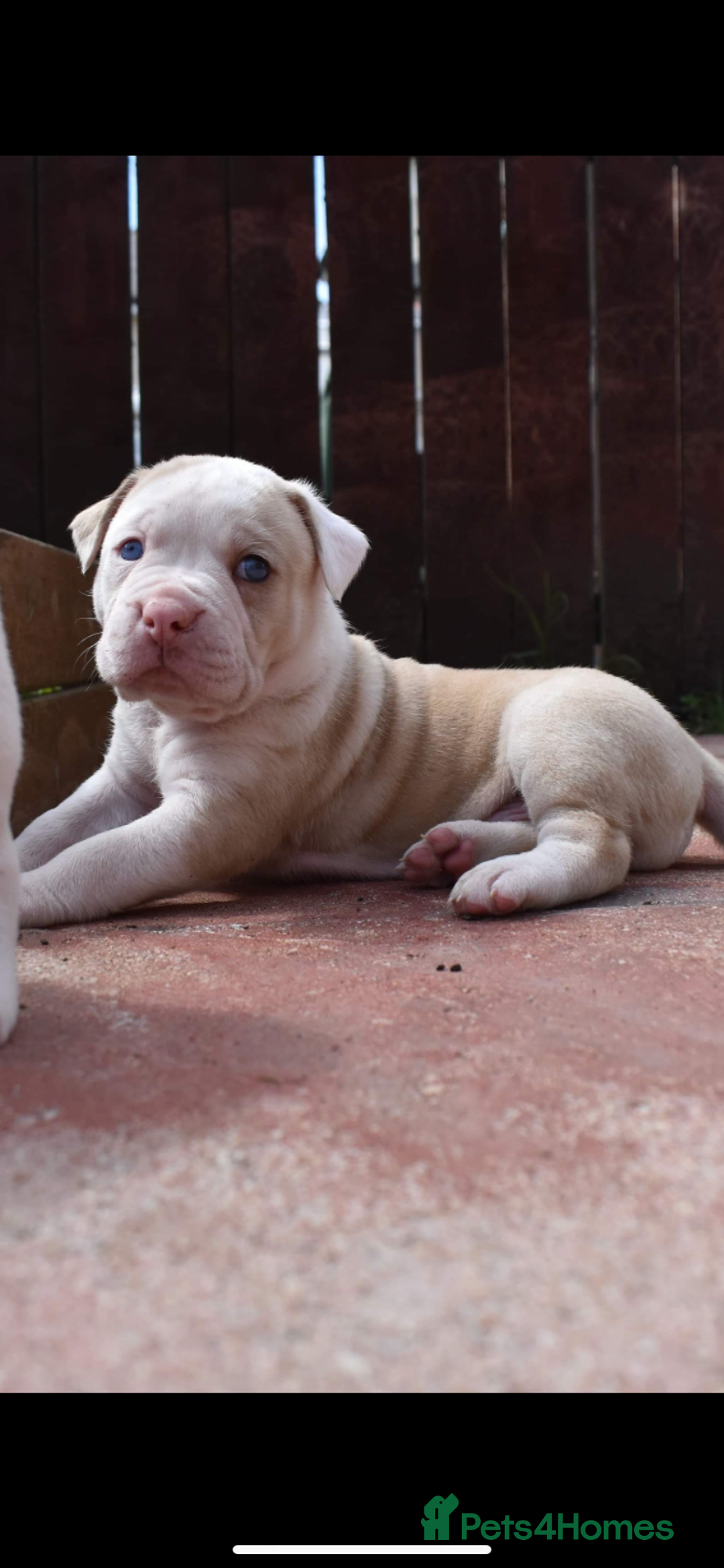 Alapaha Blue Blood Bulldog dogs for stud: Alapaha blue blood bulldog - Advert 4