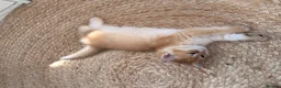 British Shorthair cats for sale: Two NY12 girls Available  - Advert 10