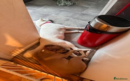 Mixed Breed dogs for sale: Snowy - Image 10