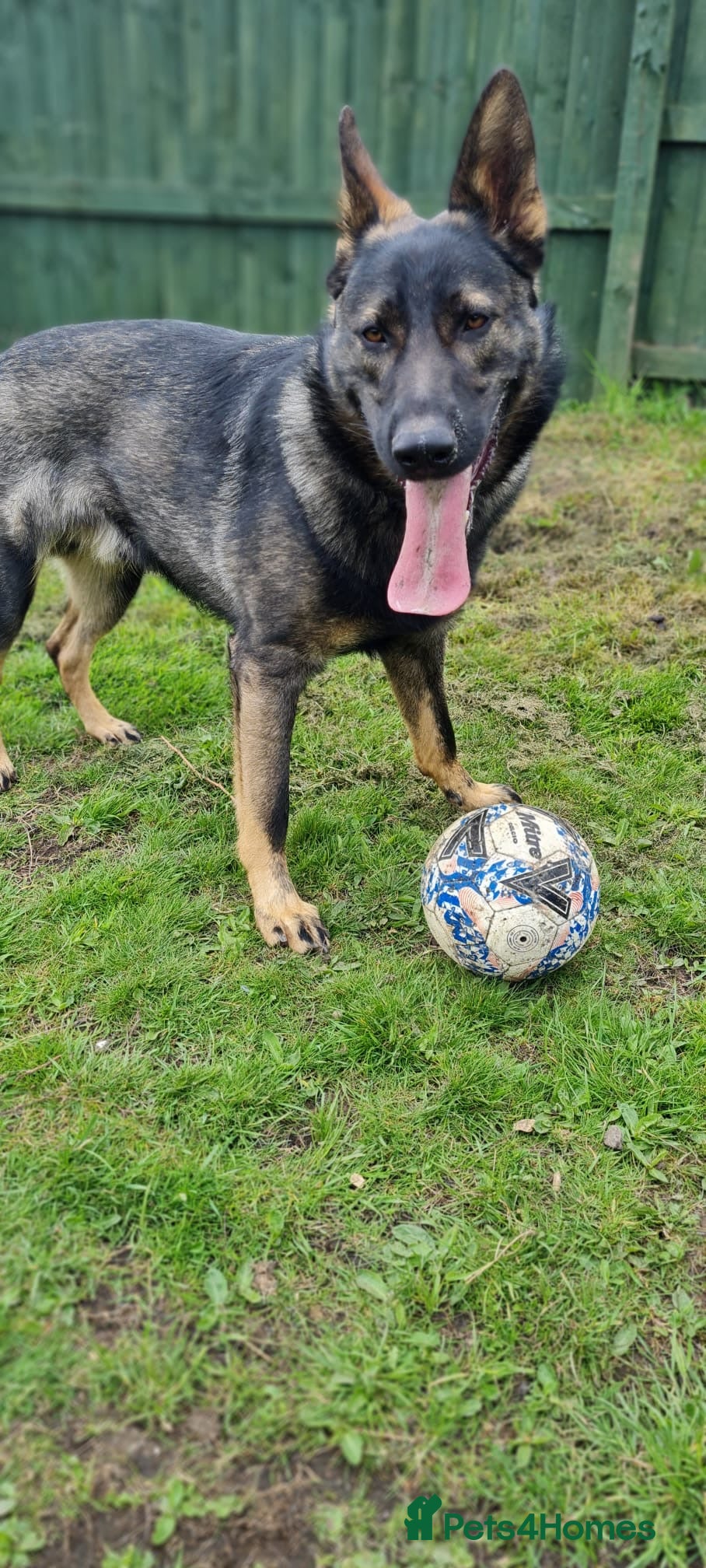 German Shepherd dogs for sale: Sam - German Shepherd GSD - Advert 3