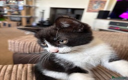 Mixed Breed cats for sale: 3 adorable kittens ready for their forever homes - Image 10
