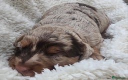 Cockapoo dogs for sale: The best cockapoos  - Image 1