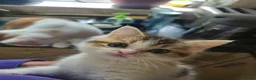 Mixed Breed cats for sale: British short hair mix kittens. - Advert 5