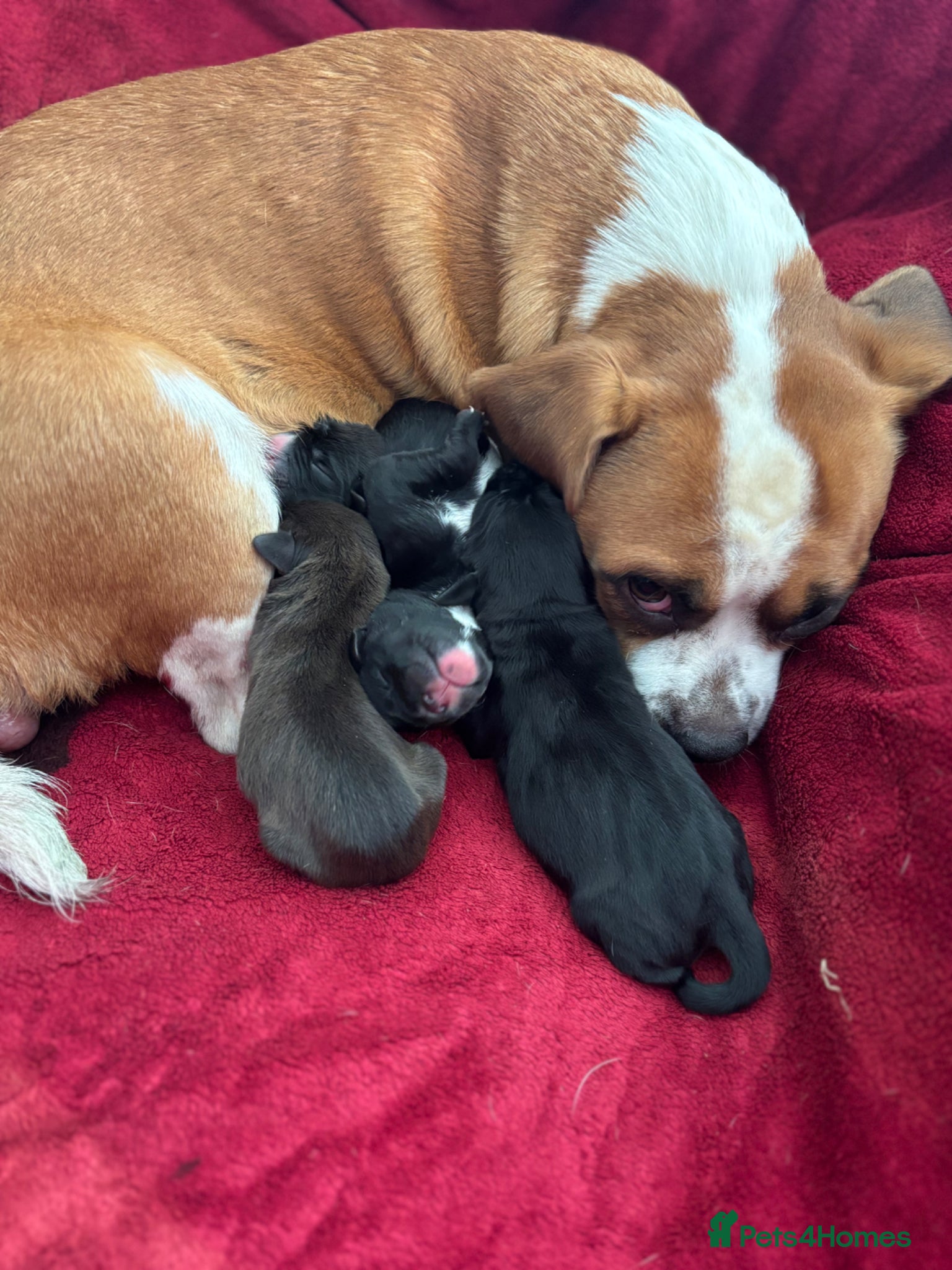 Mixed Breed dogs Adorable Puggle x patterdale - Advert 11