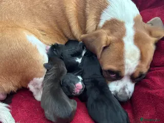 Mixed Breed dogs Adorable Puggle x patterdale - Advert 2