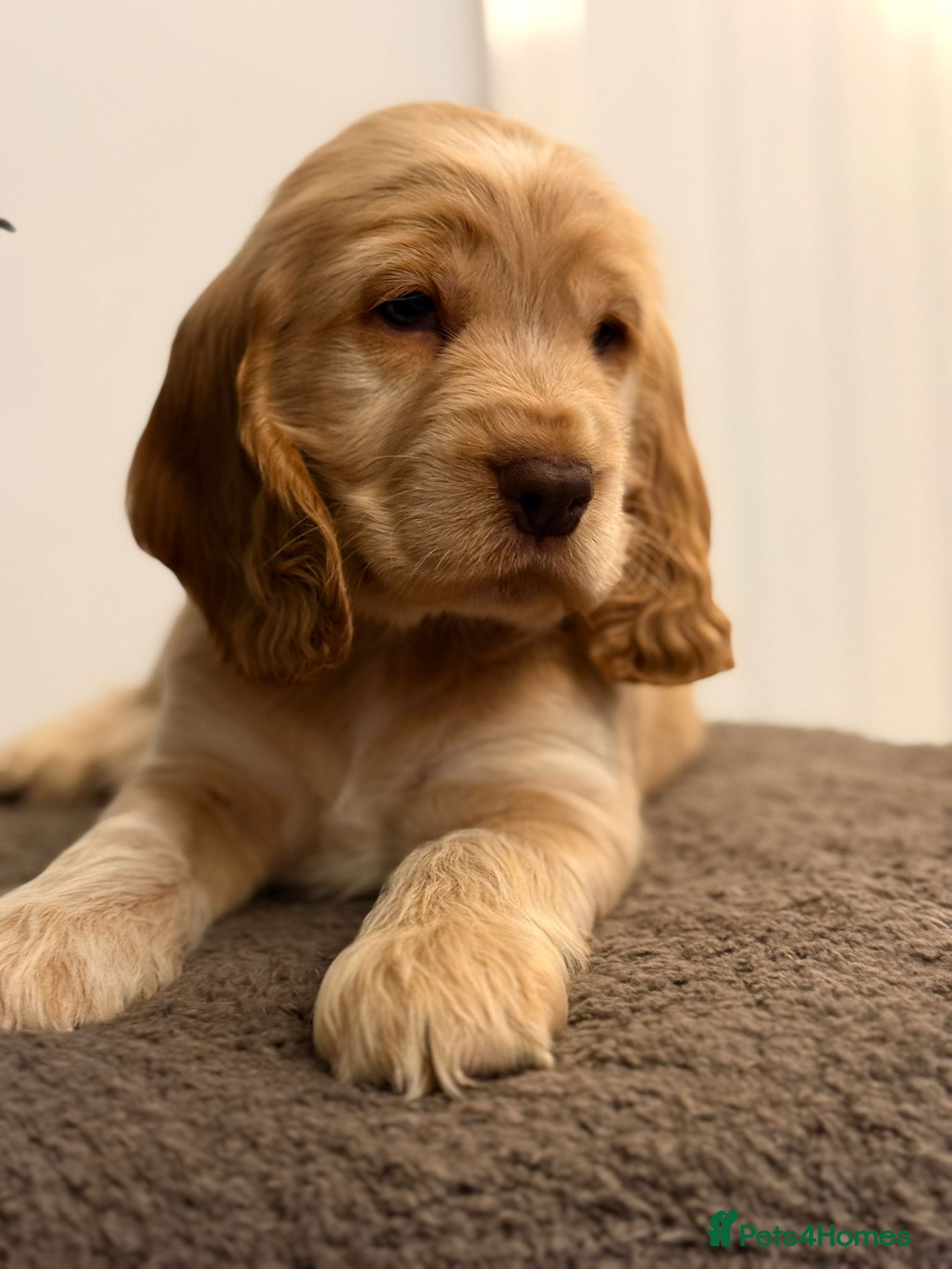 Cocker Spaniel dogs Show type cocker spaniel  - Advert 6