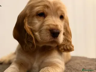 Cocker Spaniel dogs Show type cocker spaniel - Advert 1