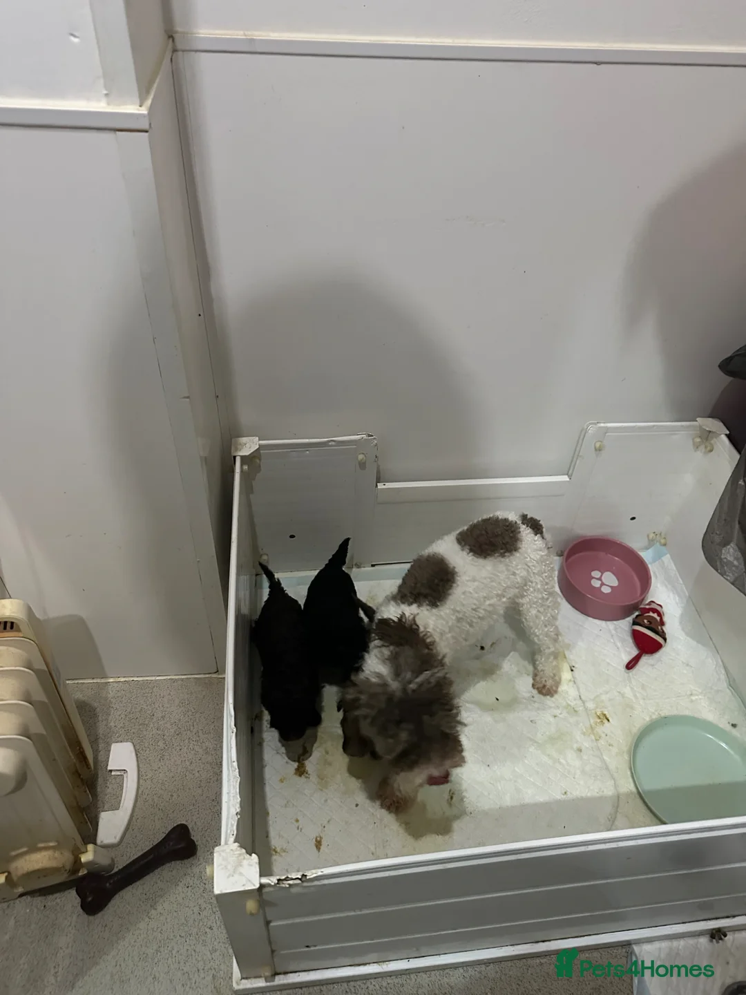 Toy Poodle dogs for sale: Toy poodle puppies  - Advert 2