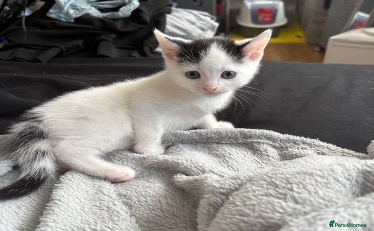 Mixed Breed cats - Advert 14