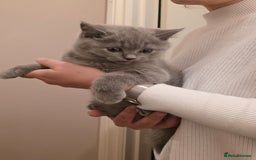 British Shorthair cats for sale: British Shorthair Blue lovely male ready to go - Image 29