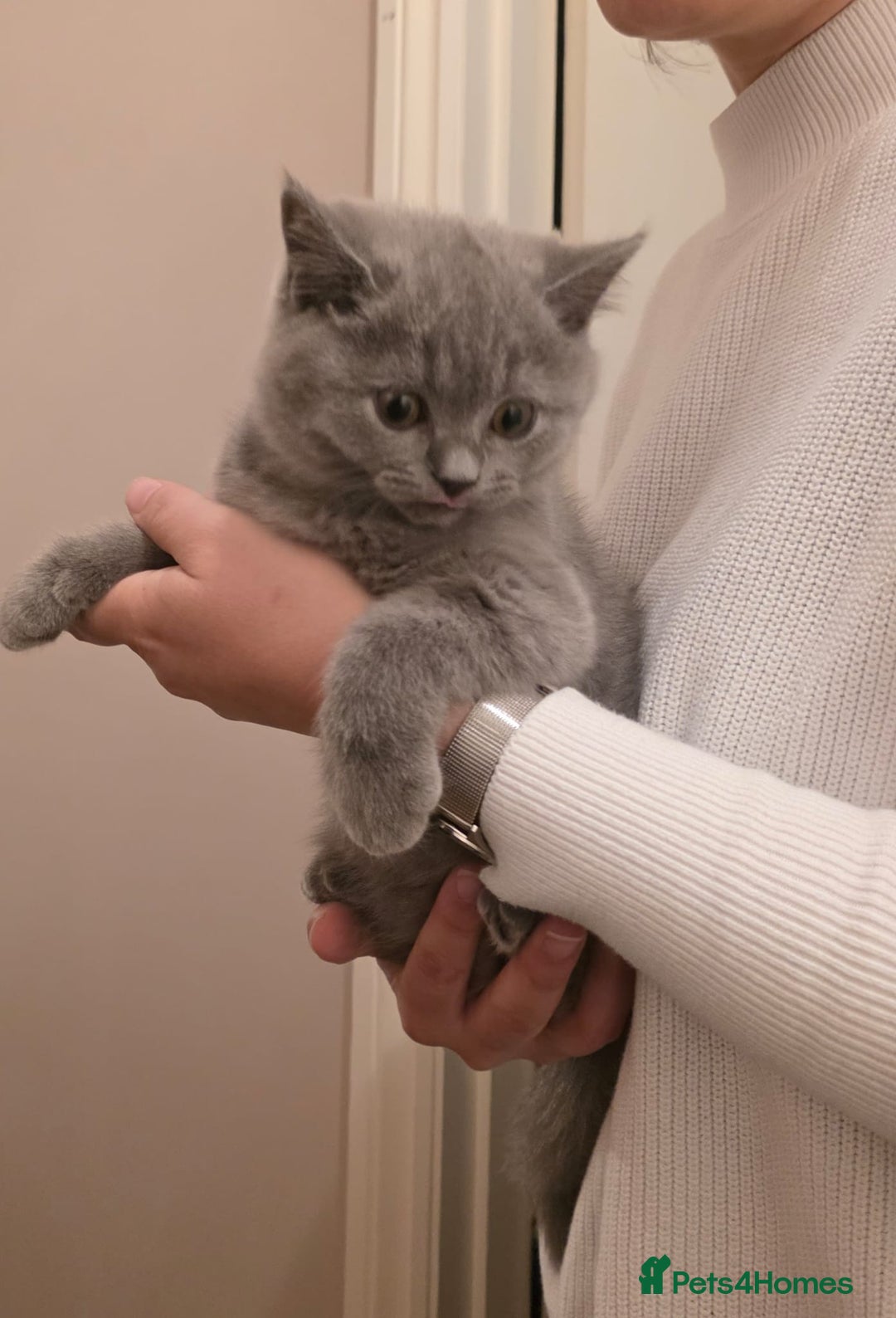 British Shorthair cats for sale: British Shorthair Blue lovely male ready to go - Image 29