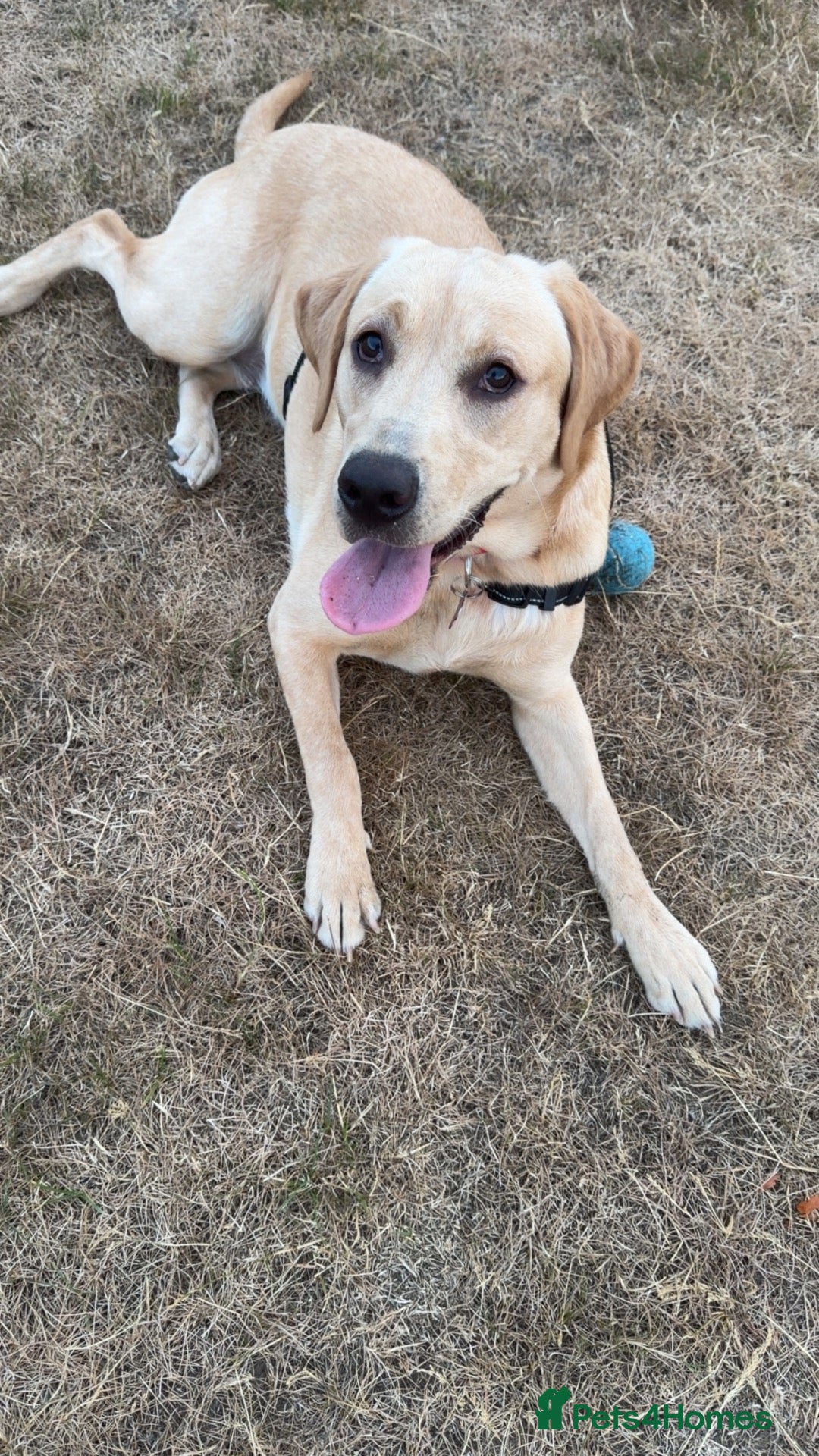 Labrador Retriever dogs 1 year old female labrador retriver - Advert 1