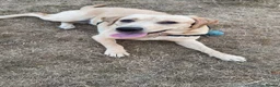 Labrador Retriever dogs for sale: 1 year old female labrador retriver - Advert 1
