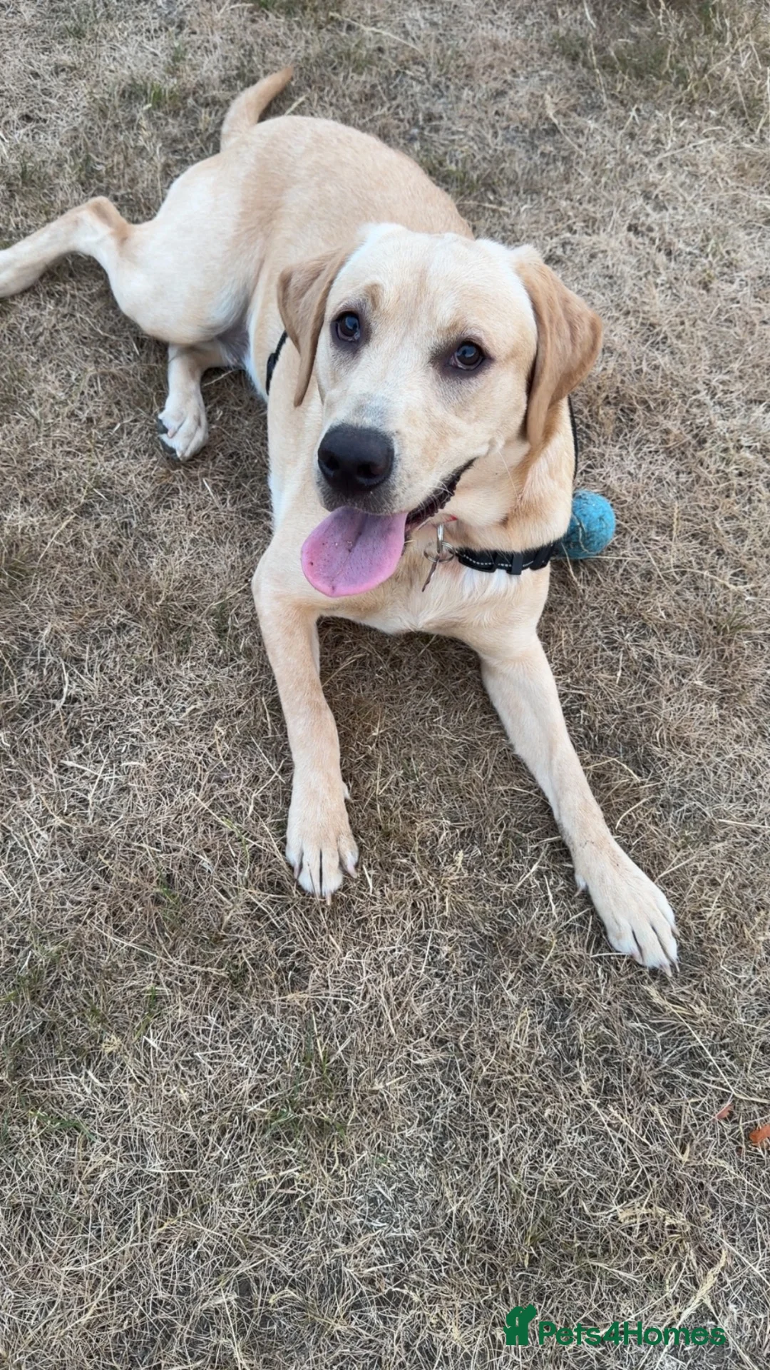 Labrador Retriever dogs for sale: 1 year old female labrador retriver - Advert 1