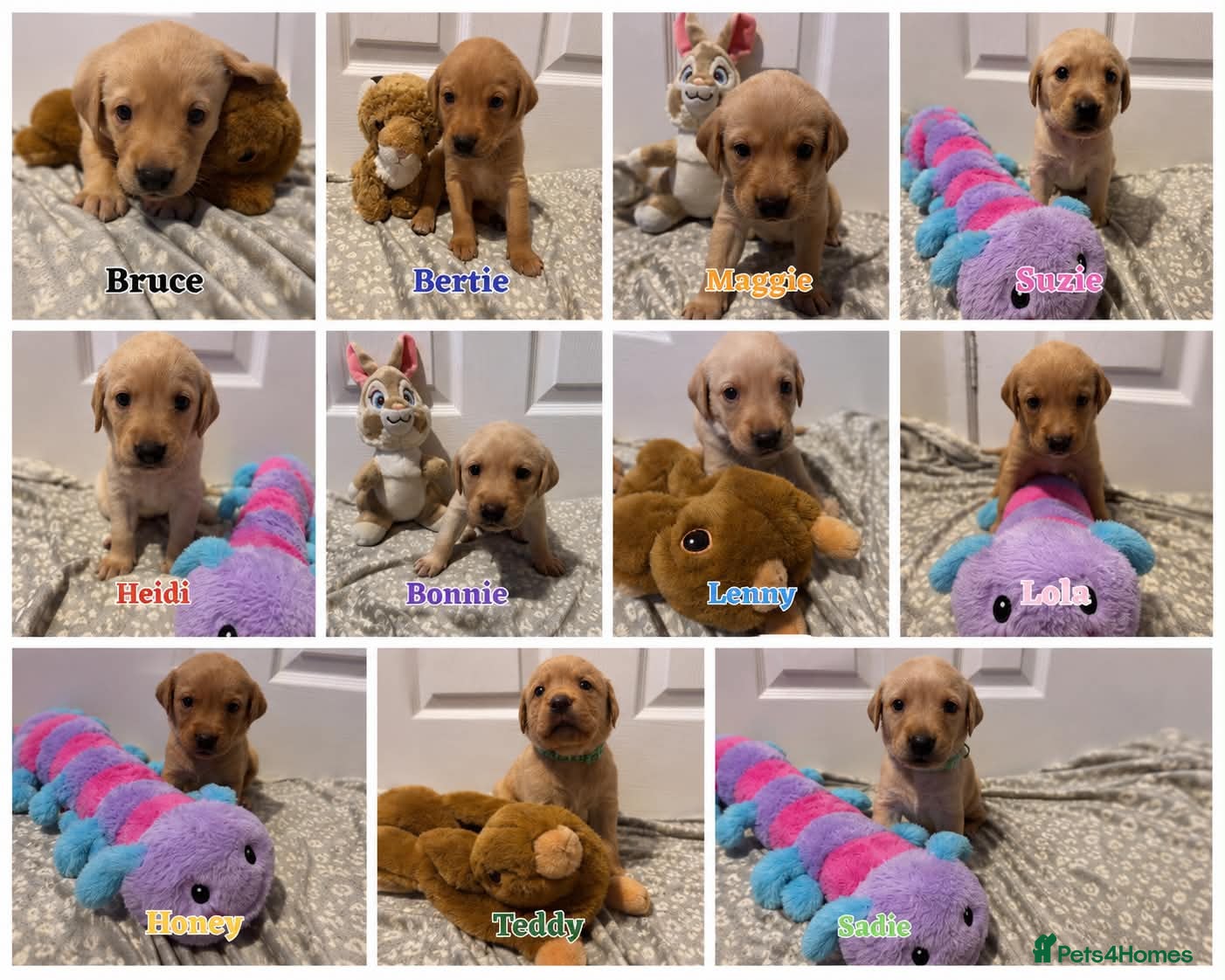 Goldador dogs 11 Beautiful Goldador puppies - Advert 1