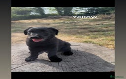 Mixed Breed dogs for sale: Beautiful puppies for sale  - Image 13