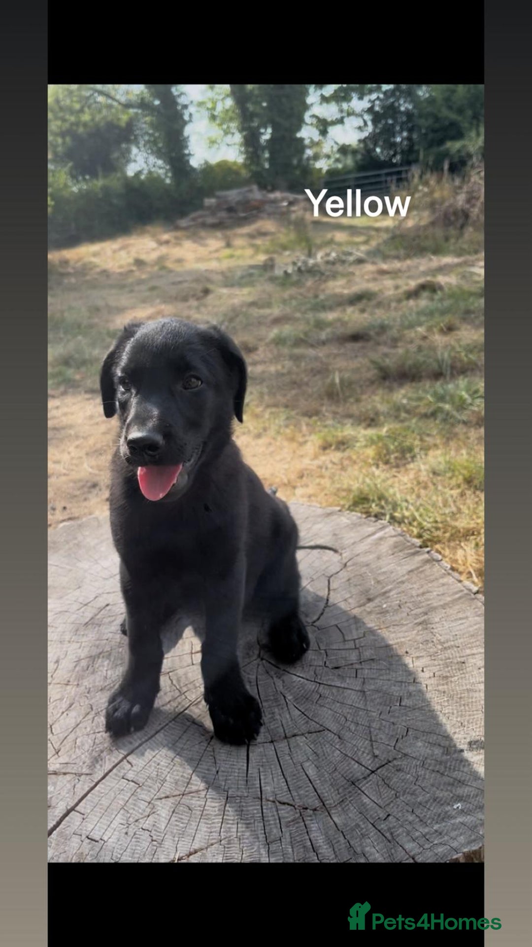 Mixed Breed dogs for sale: Beautiful puppies for sale  - Image 13