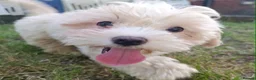 Maltipoo dogs for sale: F1 Maltipoo Puppies For Sale  - Advert 4