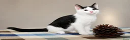 Mixed Breed cats for sale: Beautiful Home-Raised Kittens – Ready at 12 Weeks - Advert 30