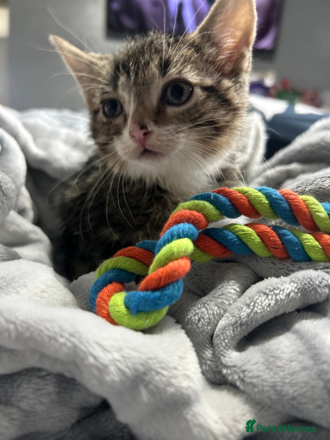 Domestic Shorthair cats for sale: Adorable Kittens! 🐾ready 18th January  - Advert 3