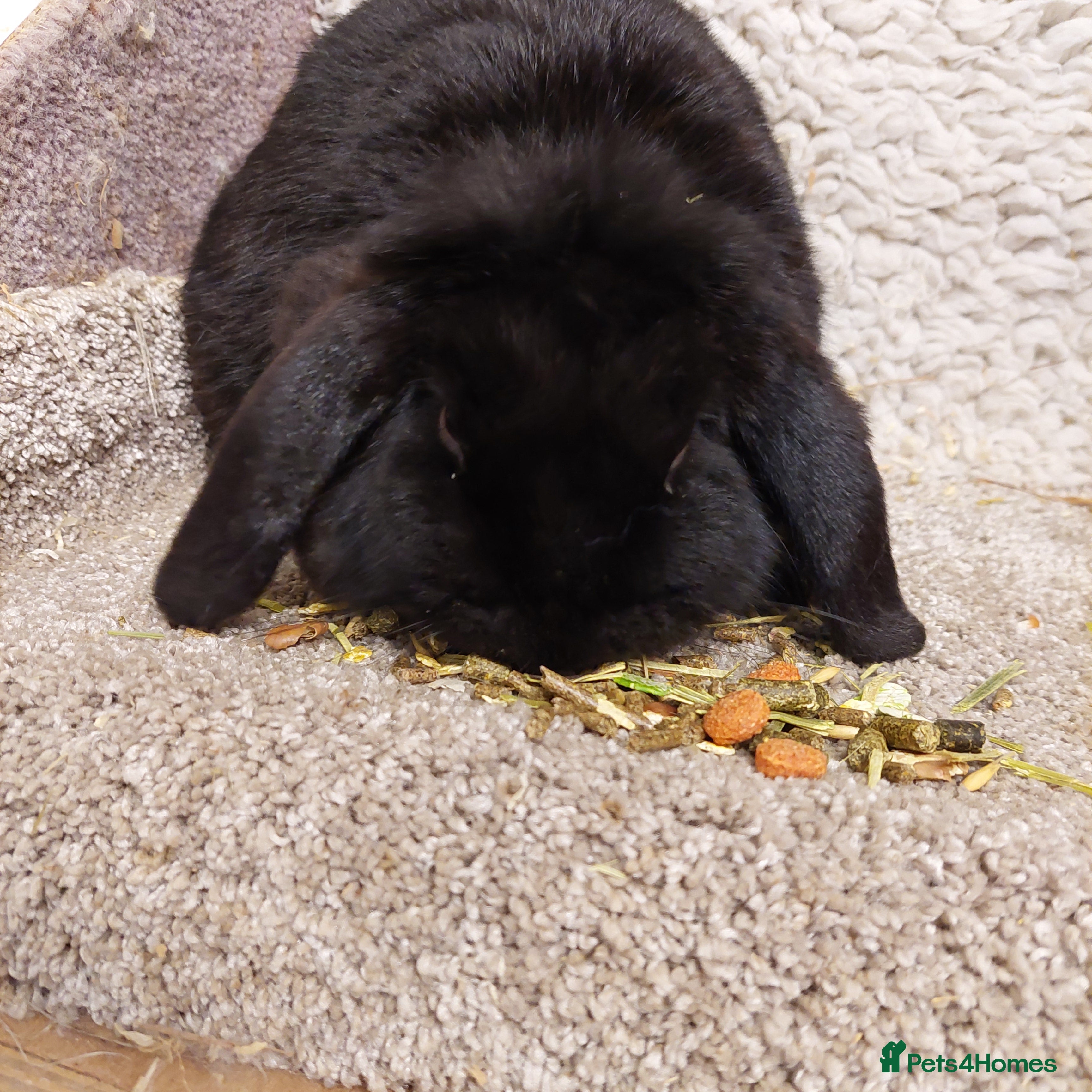 Mini Lop rabbits  Beautifull  Adult Minilop  Black Doe  - Advert 18