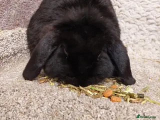 Mini Lop rabbits Beautifull Adult Minilop Black Doe - Advert 18