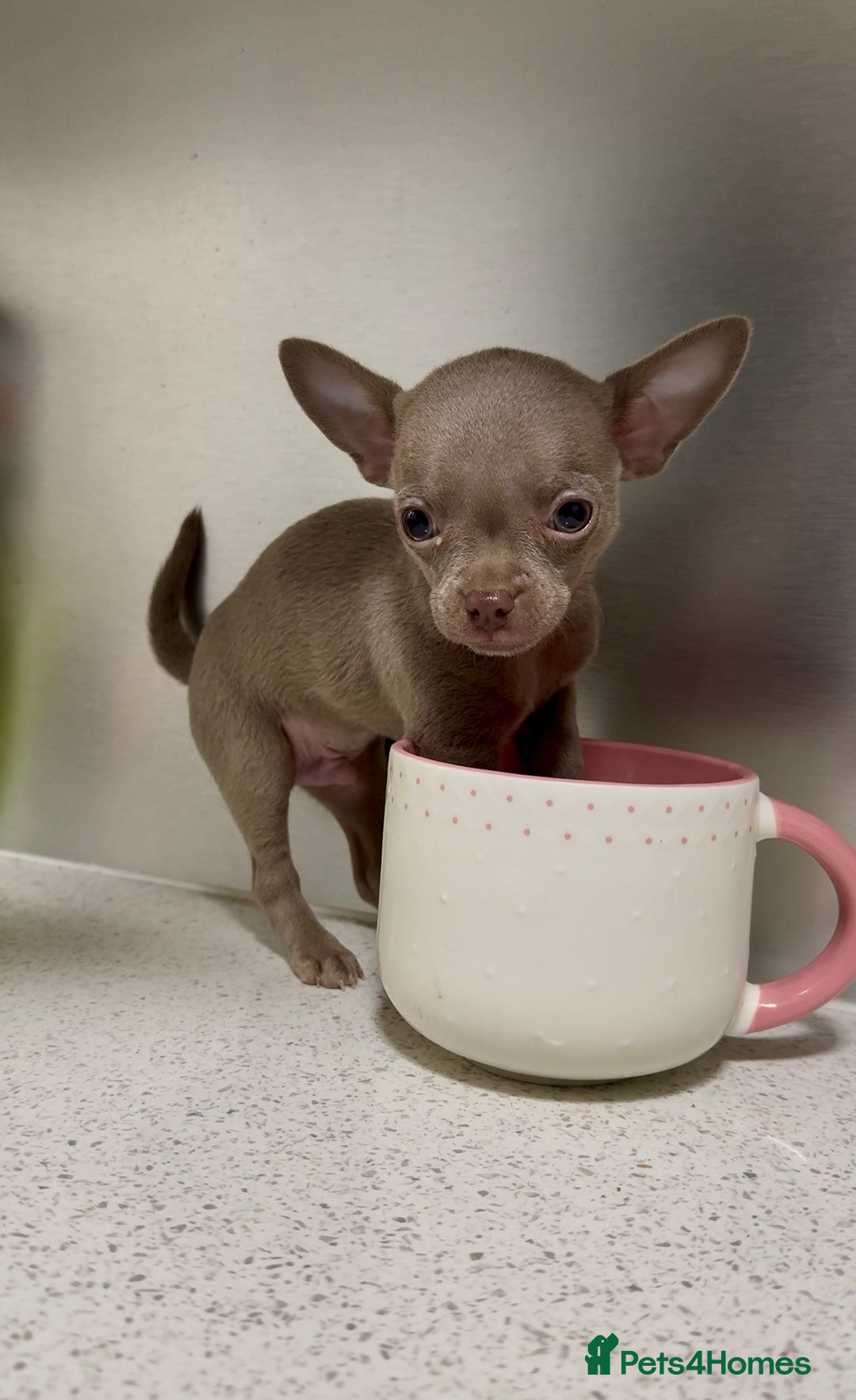 Chihuahua dogs for sale: Three Boy Chihuahuas | Lilac & Blue | Ready - Advert 4