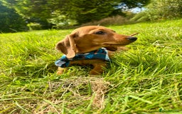 Miniature Dachshund dogs for sale: BEAUTIFUL KC REG & PRA CLEAR MINIS - 0% inbreeding - Image 7
