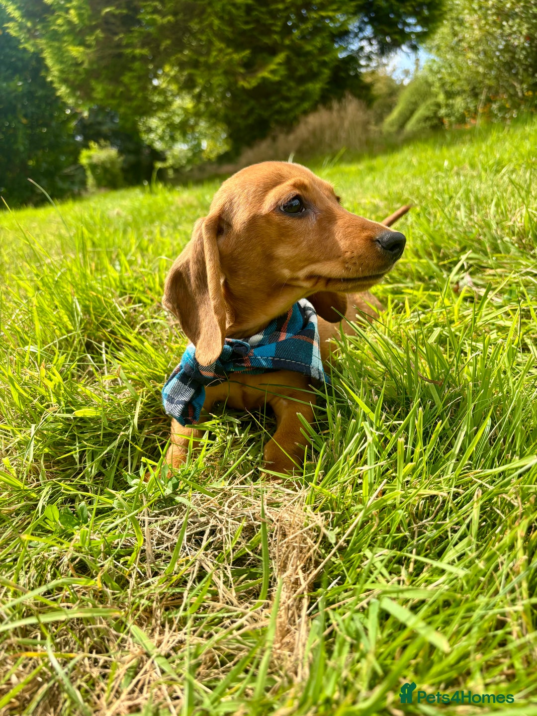 Miniature Dachshund dogs for sale: BEAUTIFUL KC REG & PRA CLEAR MINIS - 0% inbreeding - Image 7