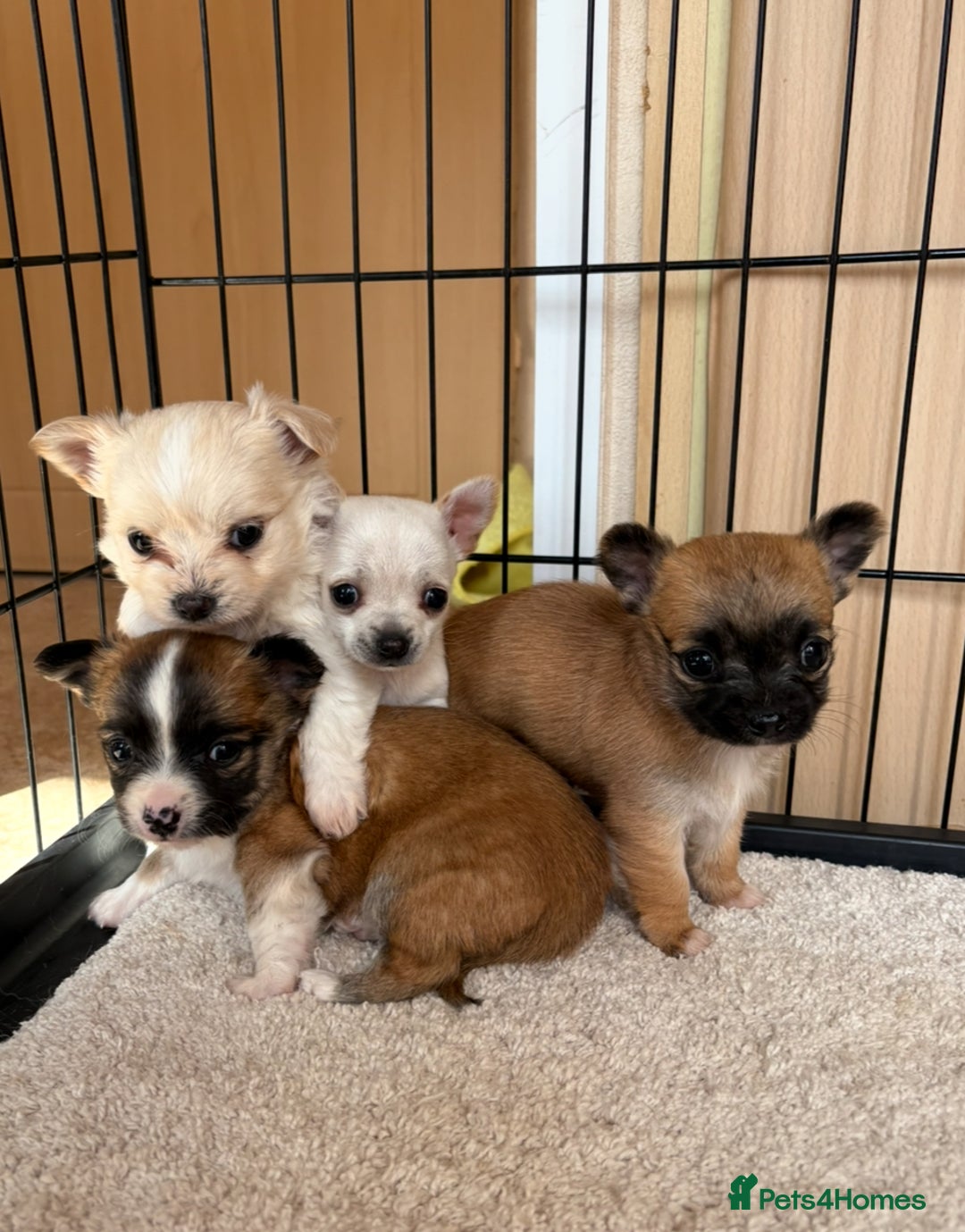 Full Grown Yorkie Chihuahua Puppies Tan Yorkie Chihuahua Mix