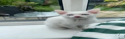 Mixed Breed cats for sale: 3 gorgeous white kittens 12 weeks old - Advert 12