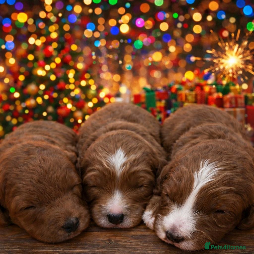 Cavapoo dogs Beautiful F1b Cavapoo's Health Tested Parents - Advert 1