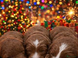 Cavapoo dogs Beautiful F1b Cavapoo's Health Tested Parents - Advert 1