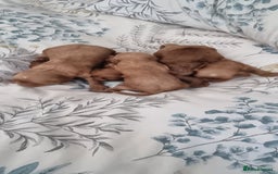 Cavapoo dogs for sale: Gorgeous Toy F1 Cavapoo babies  - Image 2
