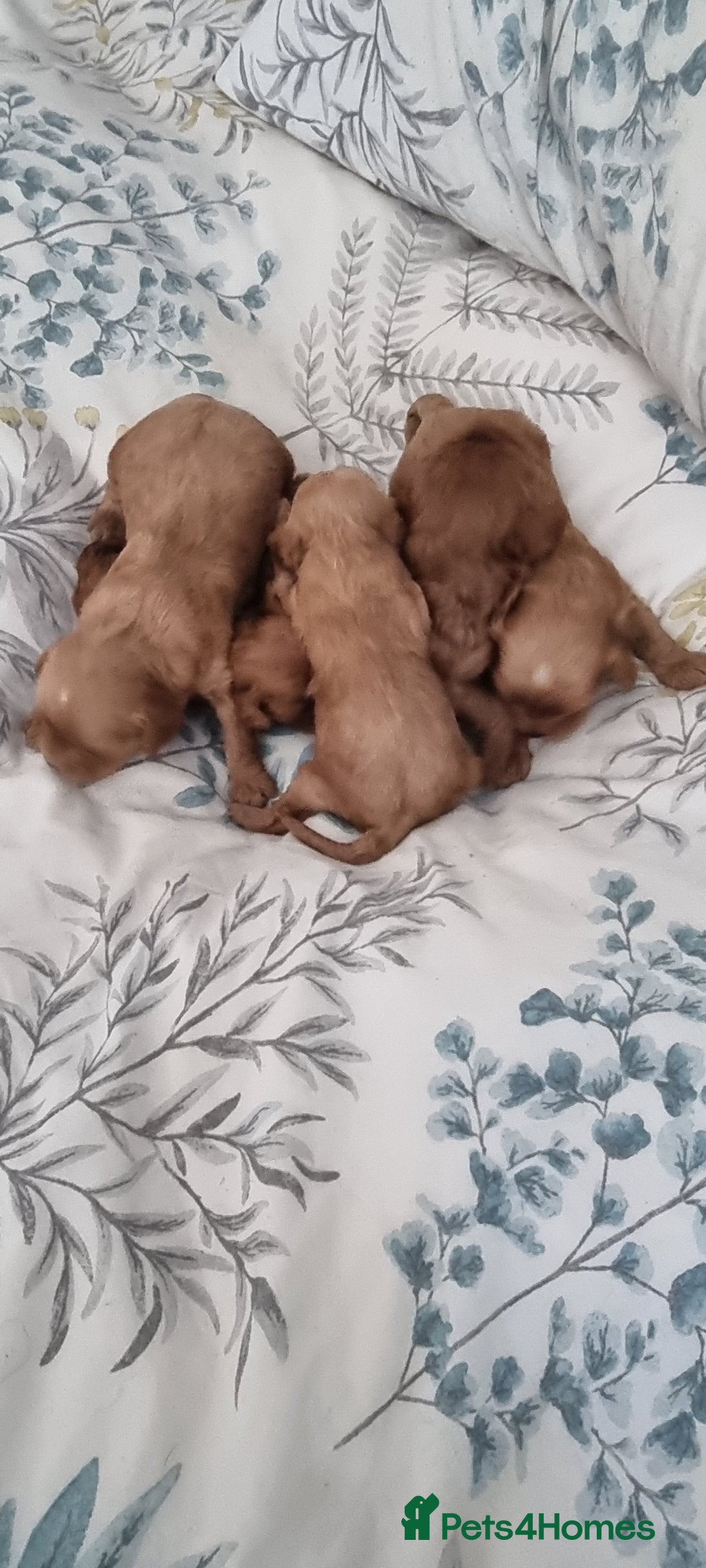 Cavapoo dogs for sale: Gorgeous Toy F1 Cavapoo babies  - Image 2