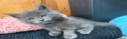 Maine Coon cats for sale: Beautiful GCCF reg Maine coon kittens for sale  - Advert 1